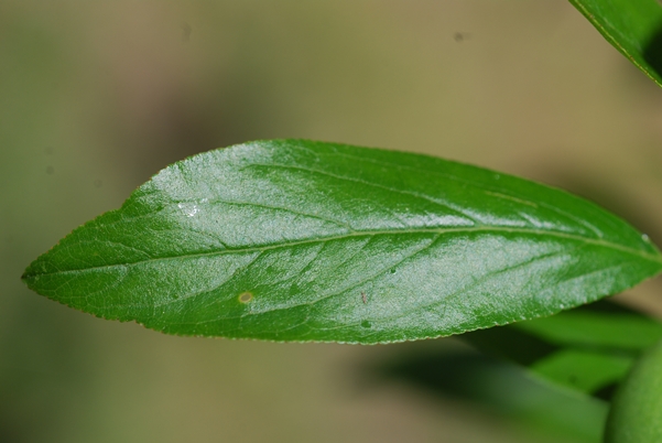 {Prunus angustifolia}